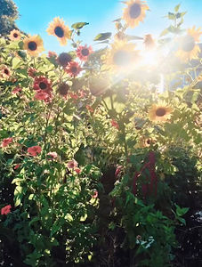 Sunflowerarchwayfriendsnfam.jpeg
