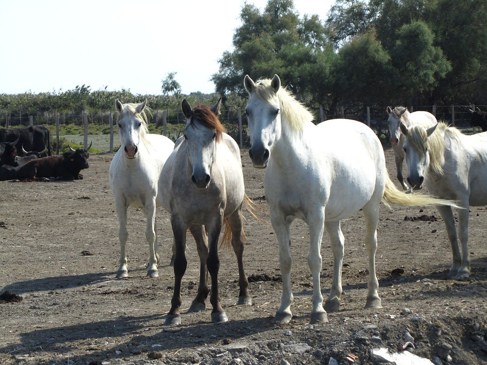 カマルグ Camargue