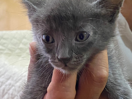 ADOPTA EN CUARENTENA 🥺