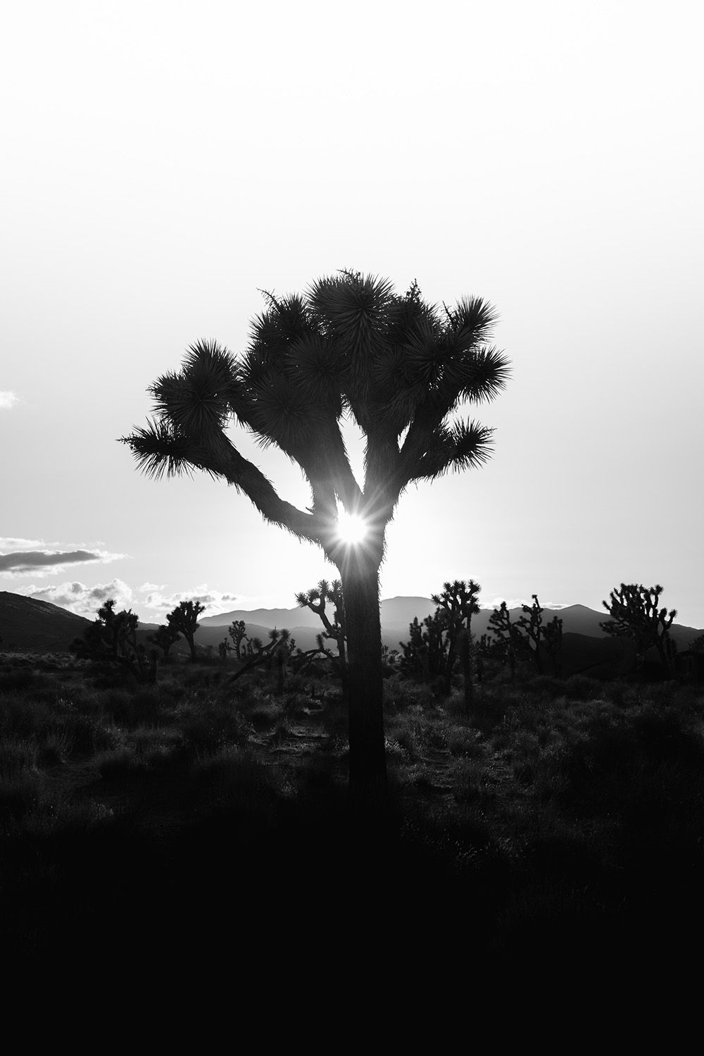 The Joshua Tree III | Unframed Art Print