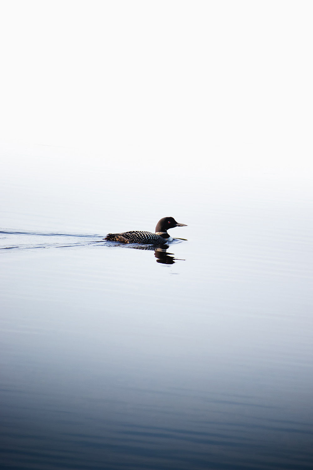 Loon in the Boundary Waters II | Unframed Art Print