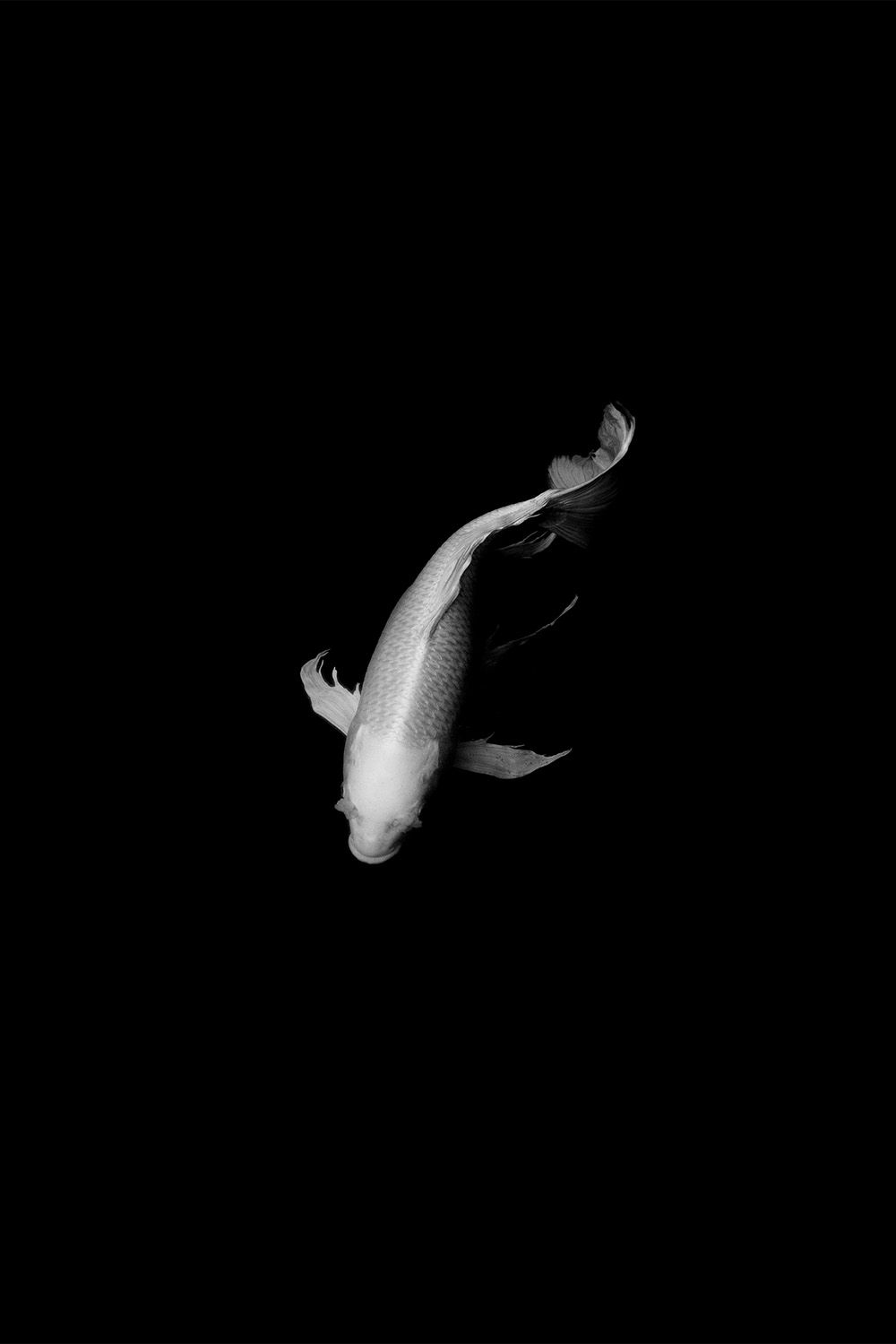 The Koi | Unframed Art Print
