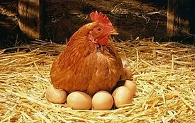 cuanto-tiempo-dura-una-gallina-para-dejar-de-poner-huevos.webp