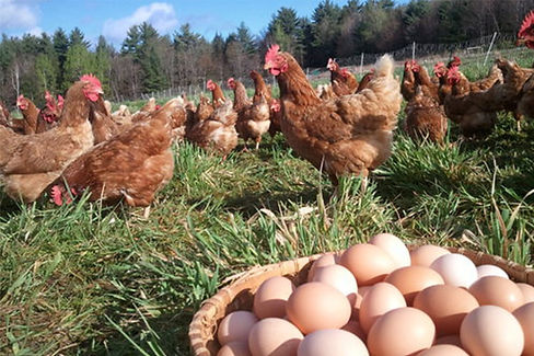 Huevos-de-granja.jpg