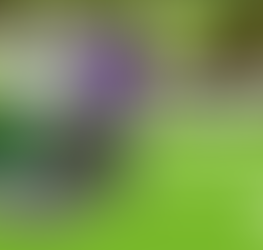 Nutrição, Sabor e Saúde em um Único Alimento