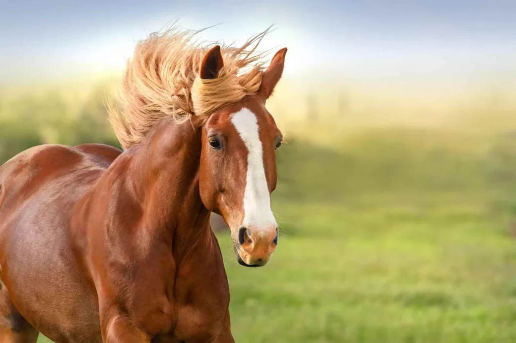 Comprar-cavalos-1.webp