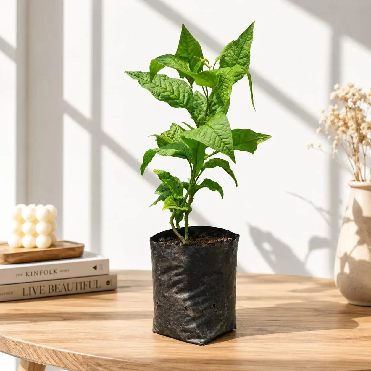 Belpatra (Bael) Plant in 6-Inch Bag