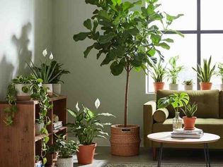 🌱 How Bagudyan Makes Gardening Easy in Indore