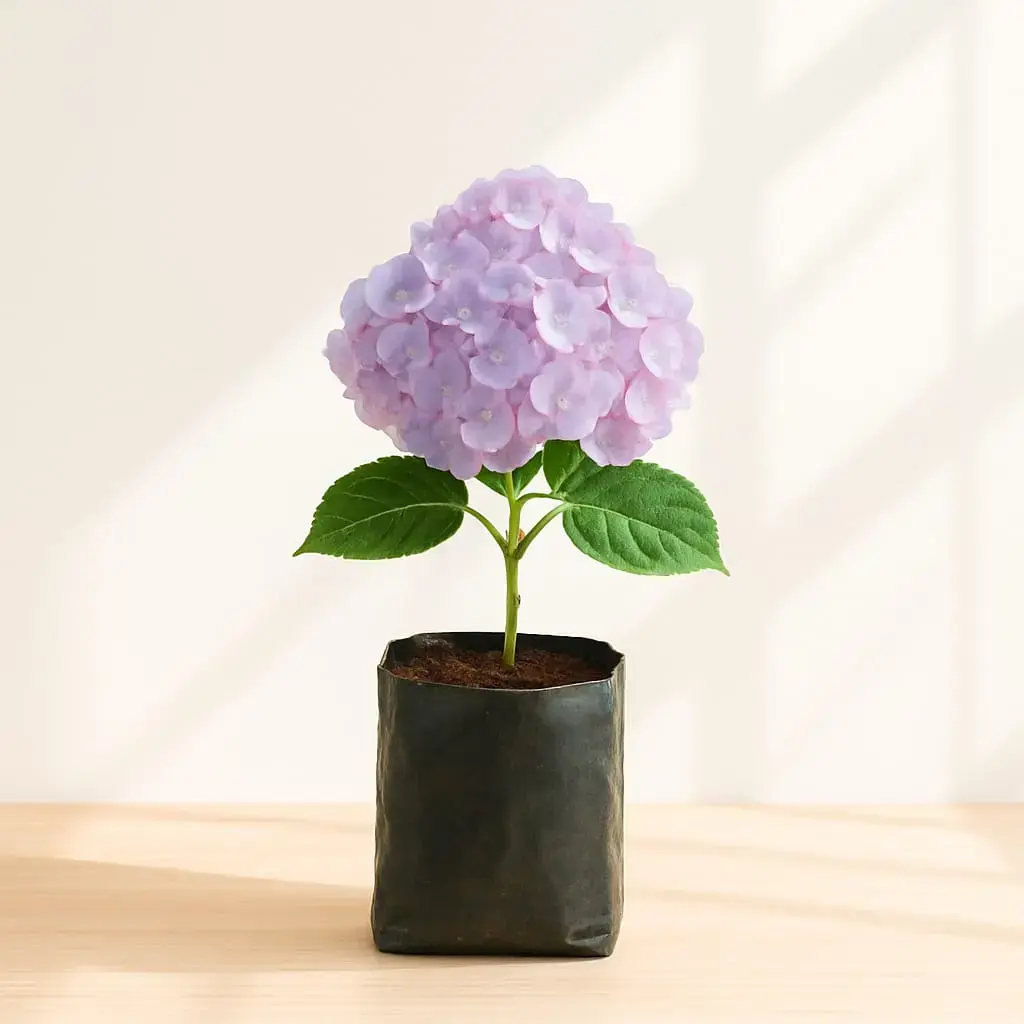 Hydrangea Plant in 6 Inch Bag