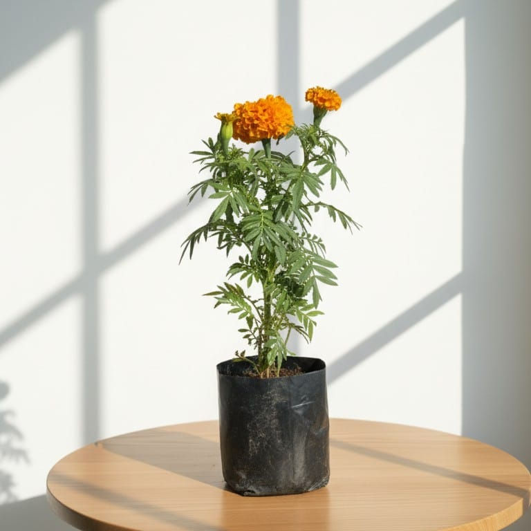 Marigold orange red in 5 inch nursery bag