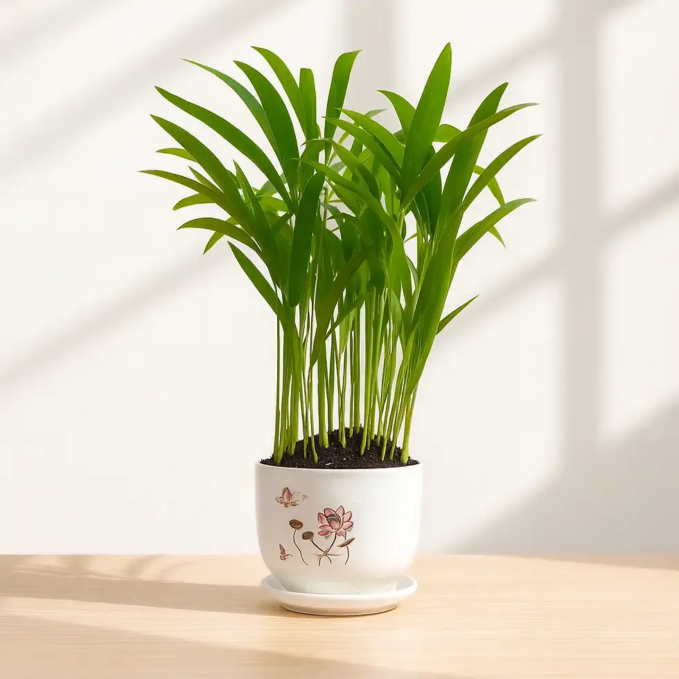 Bamboo Palm Plant in 6 Inch Ceramic Pot