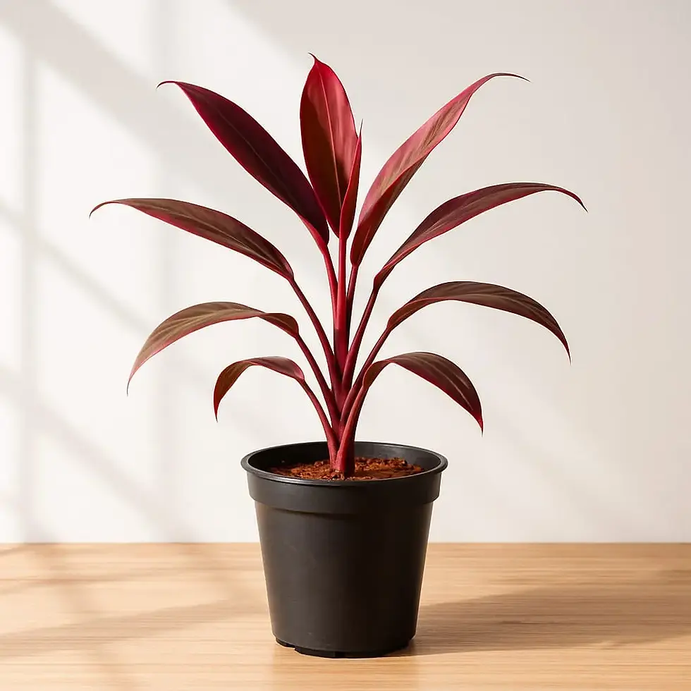 Dracaena Red /Cordyline in 5 inch pot
