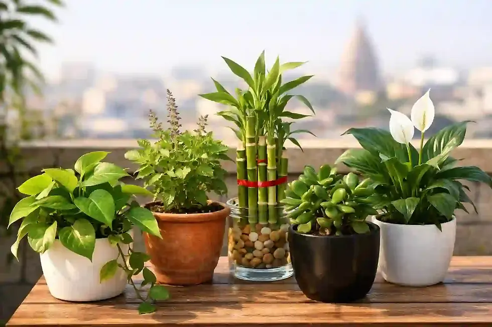 Best Vastu Plants for Home in Indore: Bring Positivity and Prosperity