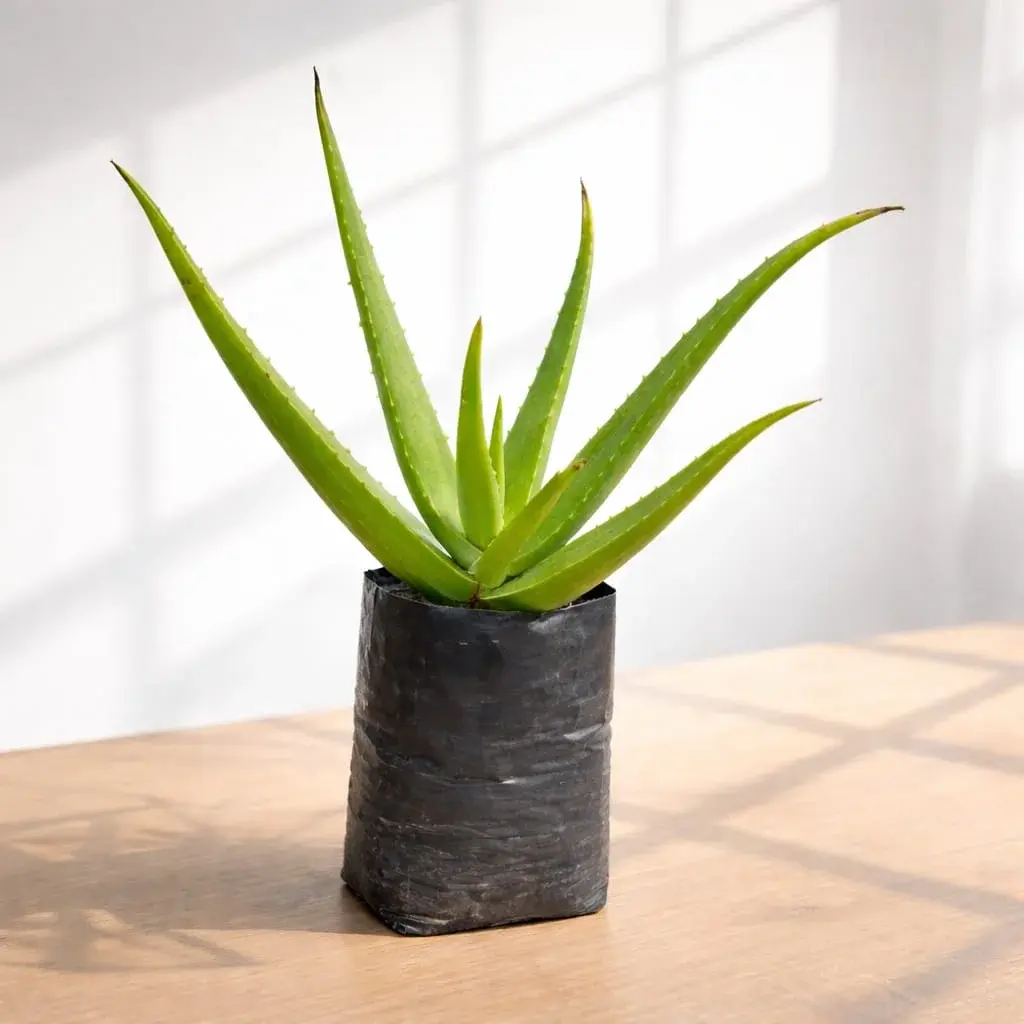 Aloevera in5 inch nursery bag