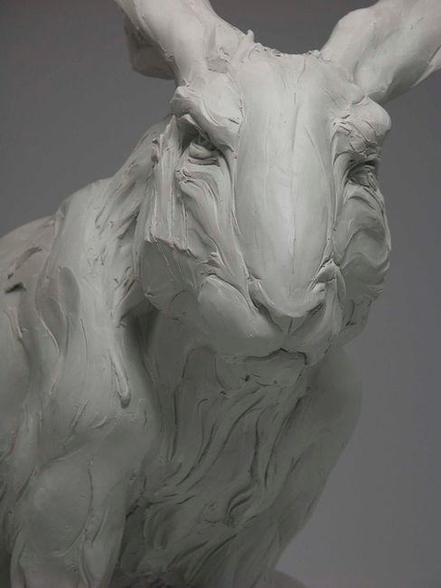 Woundwort detail 5.jpg