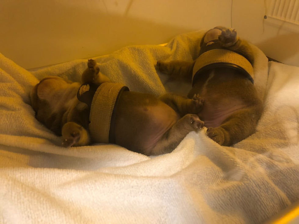 Flat Chest & Concave Chest in Newborn Puppies: Treatment, Info & Common Misconceptions