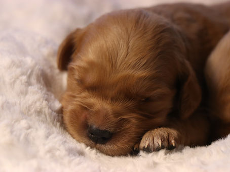 Ginger's Puppies : Feb. 4, 2023