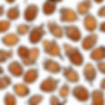 young kids scribble of acorns.jpg