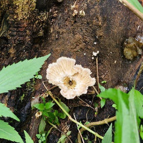 Fungi flower