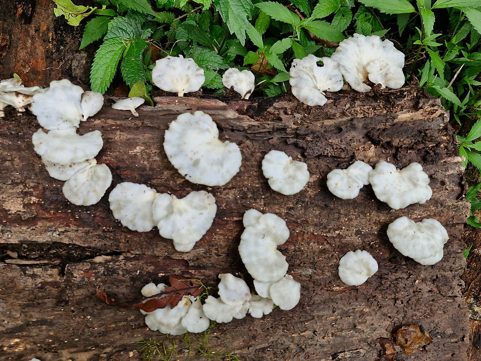 Cute flower like mushrooms
