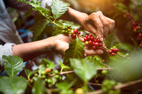 arabica coffee berries with agriculturist handsRobusta and arabica coffee berries with agr