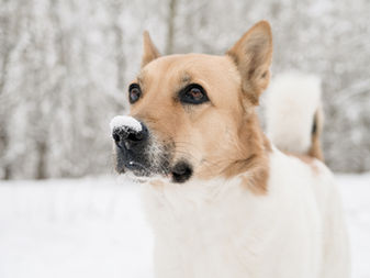 Chinook - ชินุ