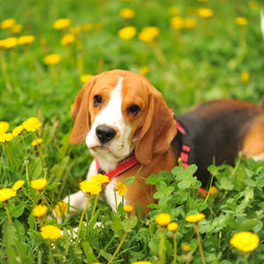 Beagles - บีเกิ้ล