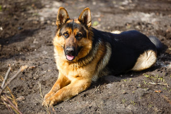 German Shepherd - เยอรมัน เชฟเฟิร์ด