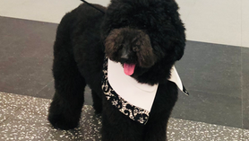 Pet Expo Thailand 2024: May 9th to 12th, The Queen Sirikit National Convention Center (QSNCC)