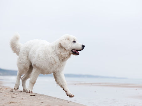Great Pyrenees - เกรท ไพรีนีส