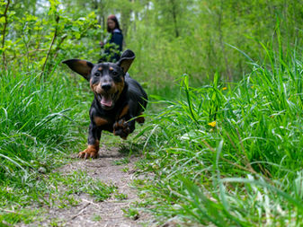 Dachshund - ดัชชุน