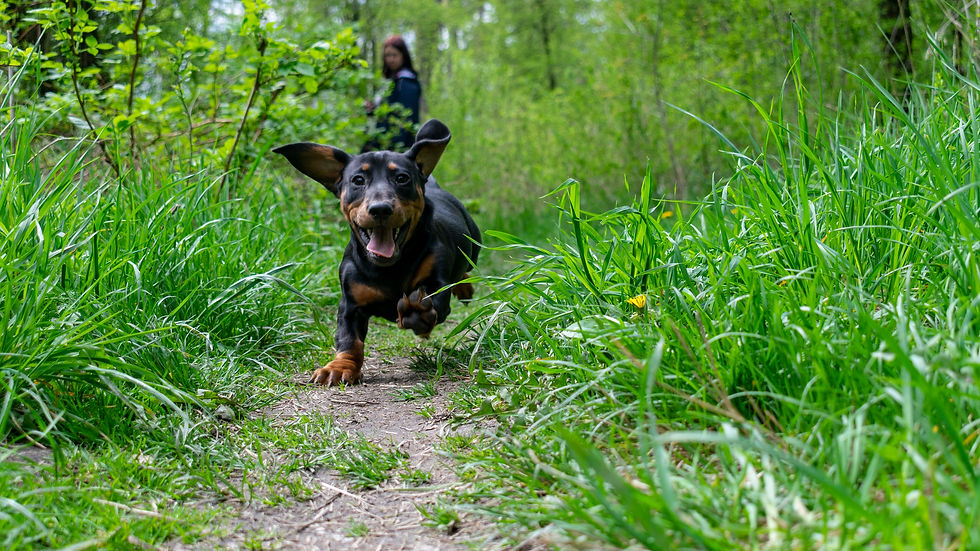 The Dachshund: More Than Just a "Wiener Dog"