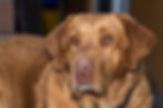 Chesapeake Bay Retriever - ชีซาพี๊คเบย์ รีทรีฟเวอร์