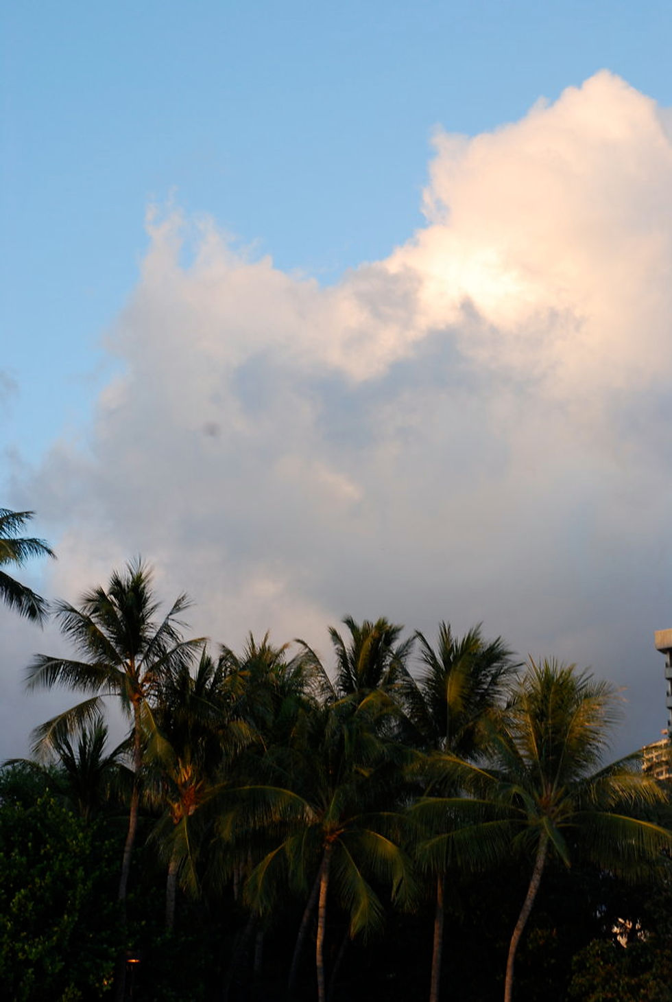 Palm Trees touching the sky