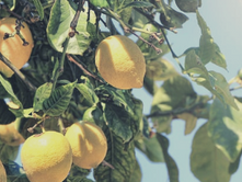 Le citron | Aliment guérisseur