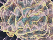 Cerveau et métaux lourds | La clé santé