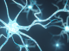 Dossier immunité | Nos cellules immunitaires sont électriques