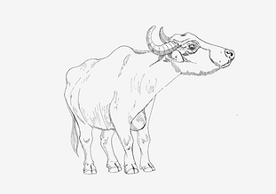 Water Buffalo 900.png
