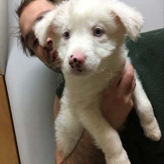 Trip as a puppy