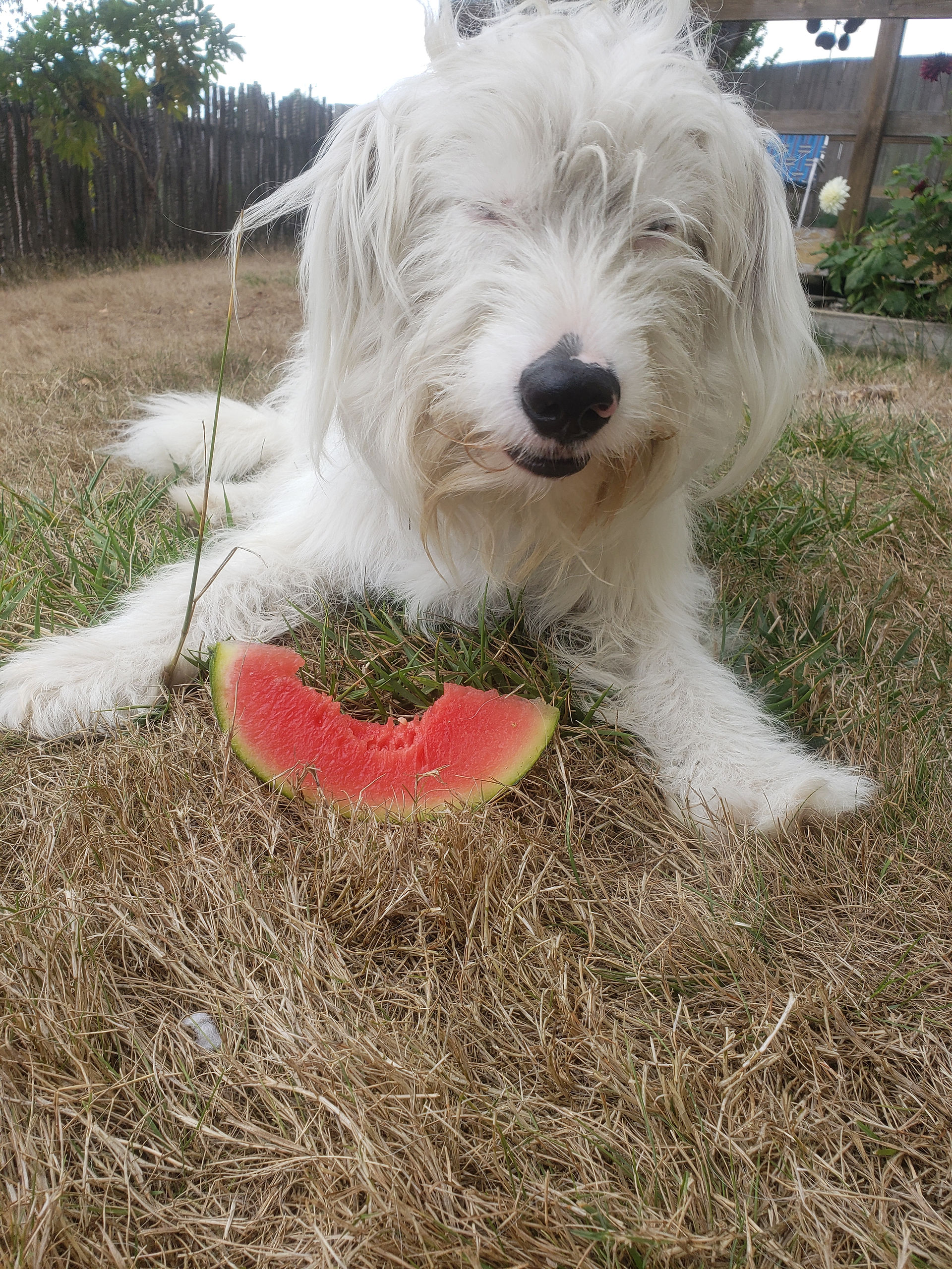 Trip eating some watermelon at home 