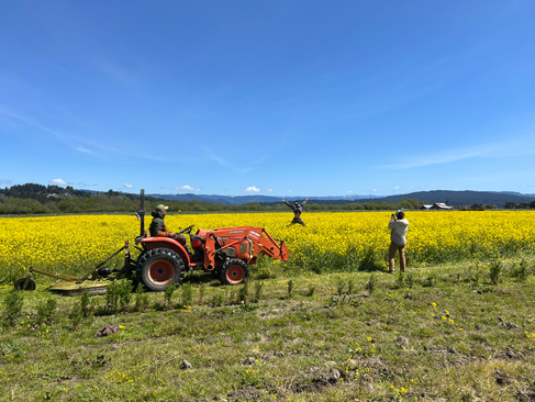 Humboldt County! You're invited to celebrate the end of summer 2024, with the Green Spiral Farm at the fourth annual Mad River Market! Mustard Days