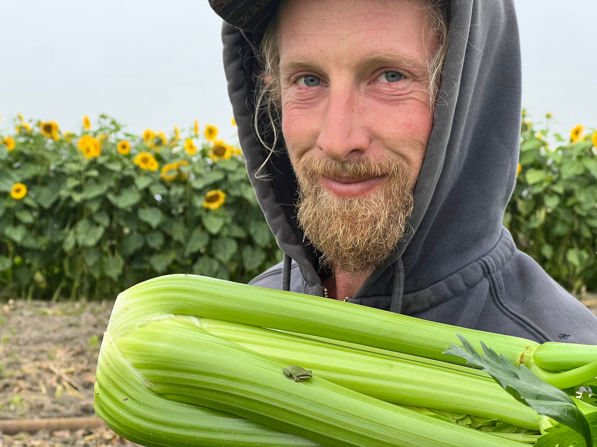 Green Spiral Farm Celery