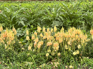 Humboldt County! You're invited to celebrate the end of summer 2024, with the Green Spiral Farm at the fourth annual Mad River Market! Snap Dragons