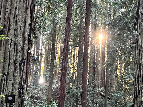 Sacred Path Redwoods.png