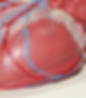 Circulatory System Free Lessonplan Science