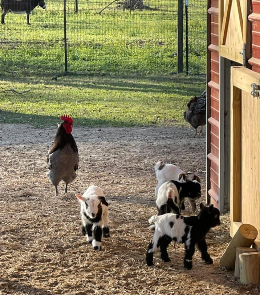 Thumbnail: Petting Zoo 