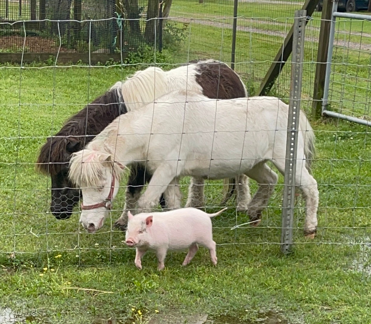 Party at the Farm