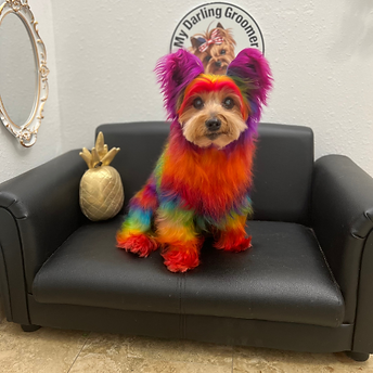 my darling groomer mavis rainbow .png