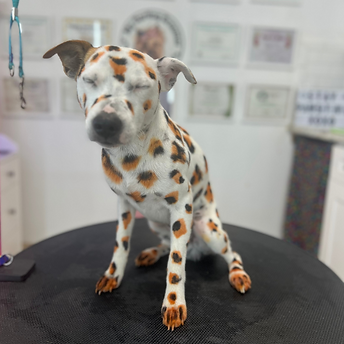 My Darling Groomer - Creative Groomer - wild  leopard.png