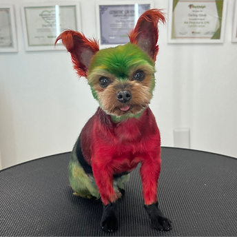 My Darling Groomer - Creative Groomer - Elf.png
